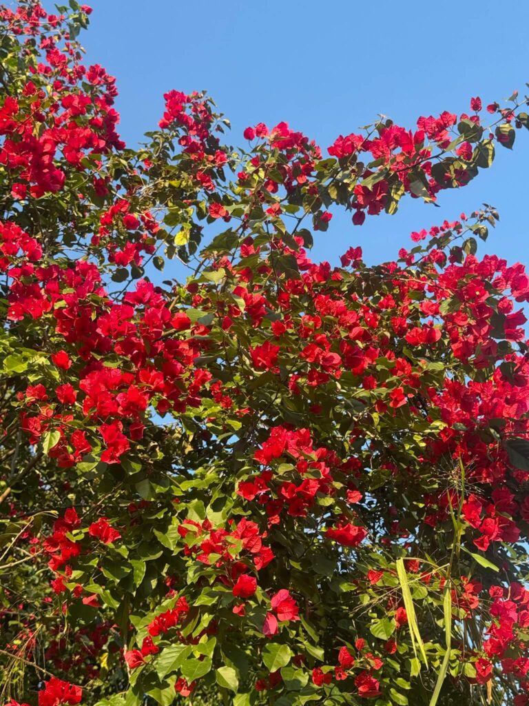 Afiliacion-CNPR-202600001