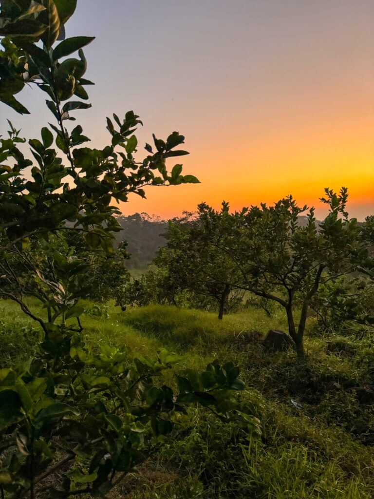 Afiliacion-CNPR-202600004