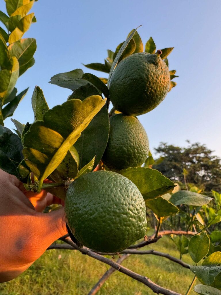 Afiliacion-CNPR-202600007