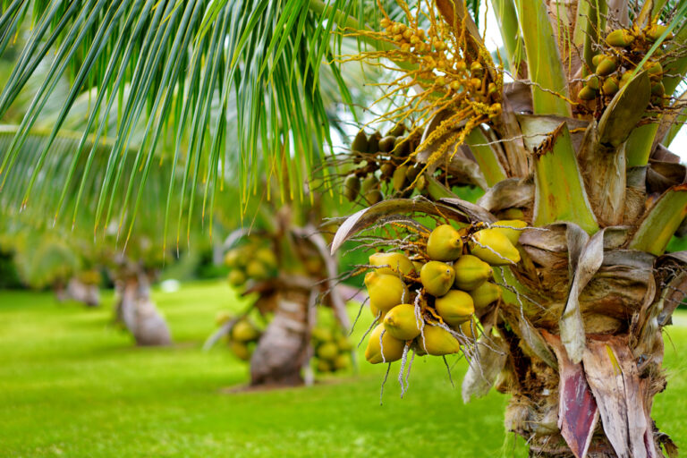 A,Bunch,Of,Coconuts,Ripening,On,A,Dwarf,Coconut,Tree