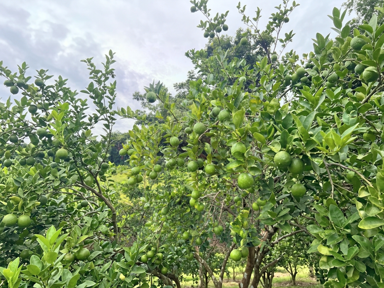 Campo mexicano, milpa con sierra